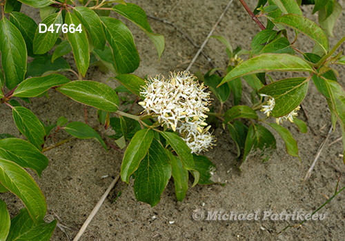 Cornus obliqua